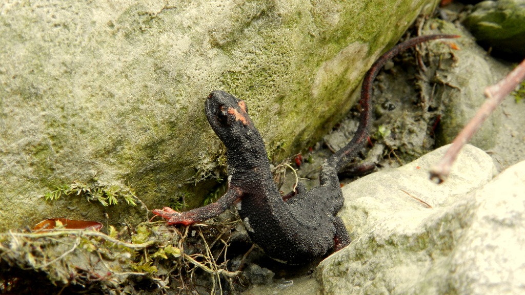 Salamandrine Molisane
